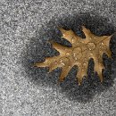 Foto-Forum BEFO-2014-  021